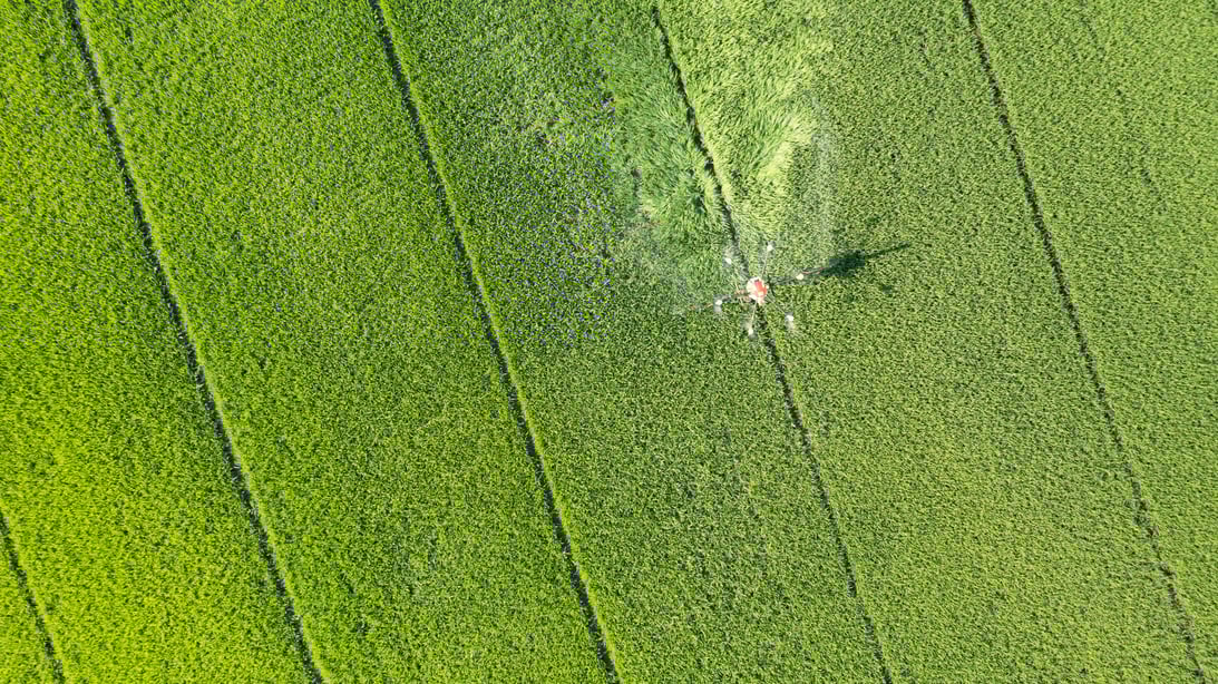 Agriculture Drone Fly to Spray Fertilizer on the Rice Fields